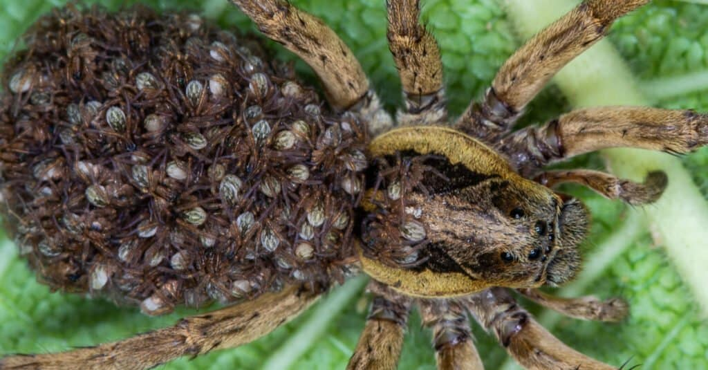 #4 Animais que passam por metamorfose: aranhas
