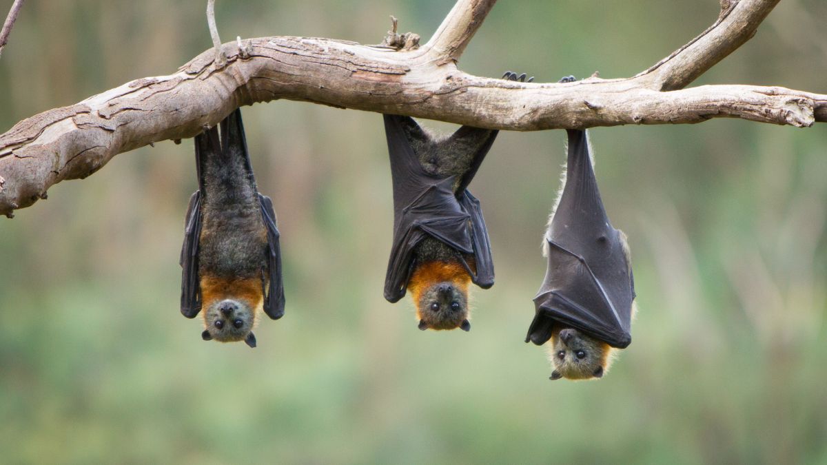 Os morcegos são mamíferos? Confira a resposta aqui!